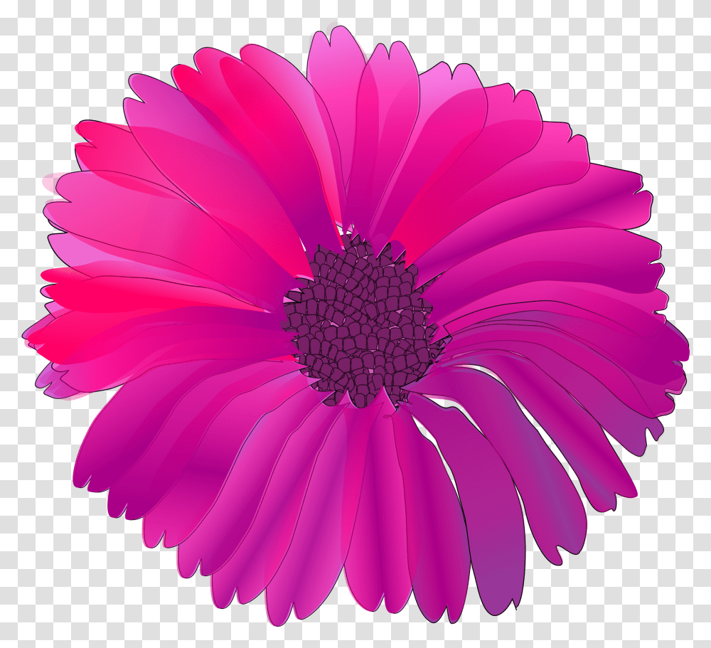 Floral Clipart Fuschia Pink Flower Clip Art, Plant, Daisy, Daisies, Blossom Transparent Png