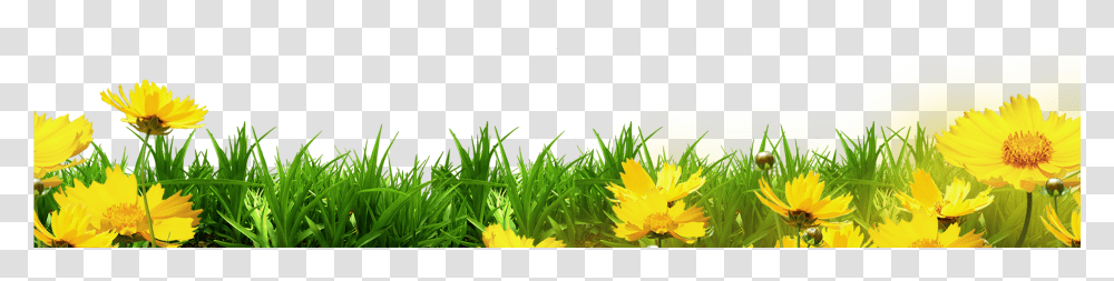 Floral Clipart Template, Plant, Grass, Flower, Vegetation Transparent Png