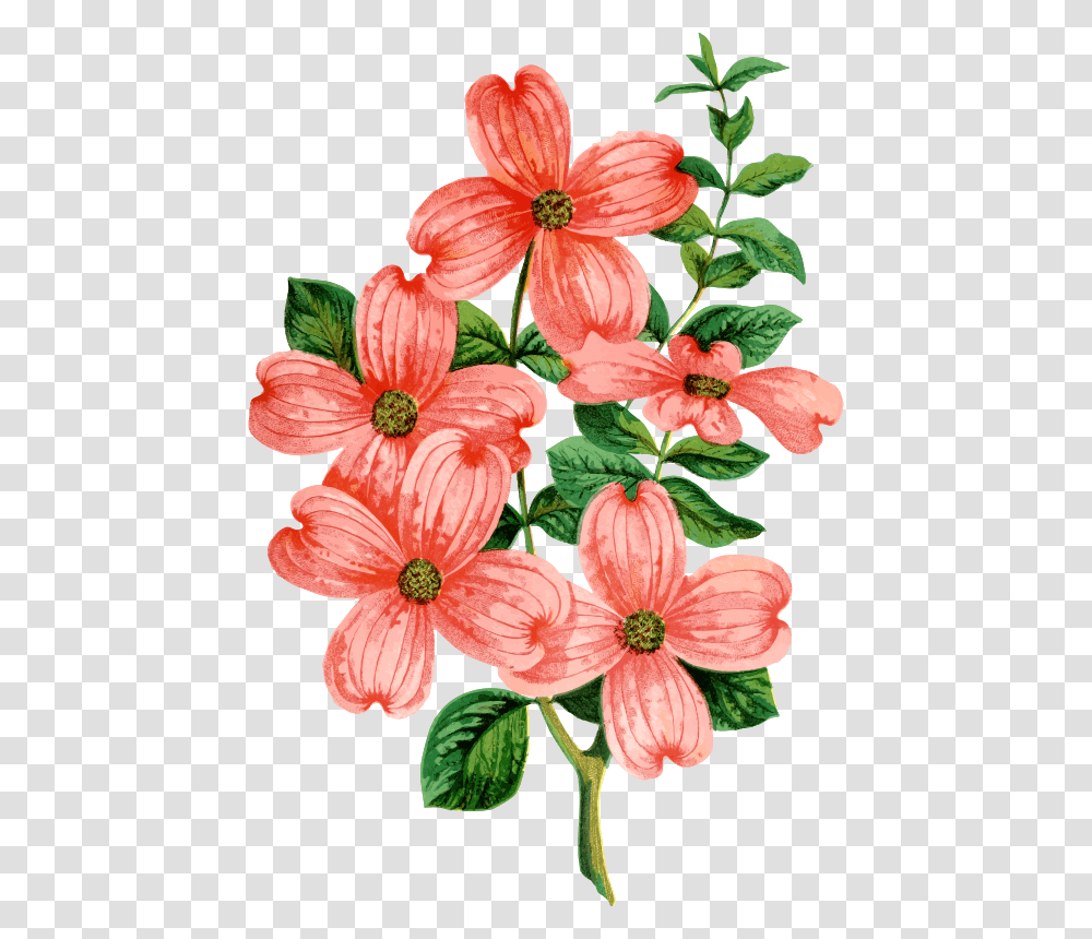 Floral Design Christmas Flower Bouquet Flowering Dogwood, Plant, Petal, Dahlia, Acanthaceae Transparent Png