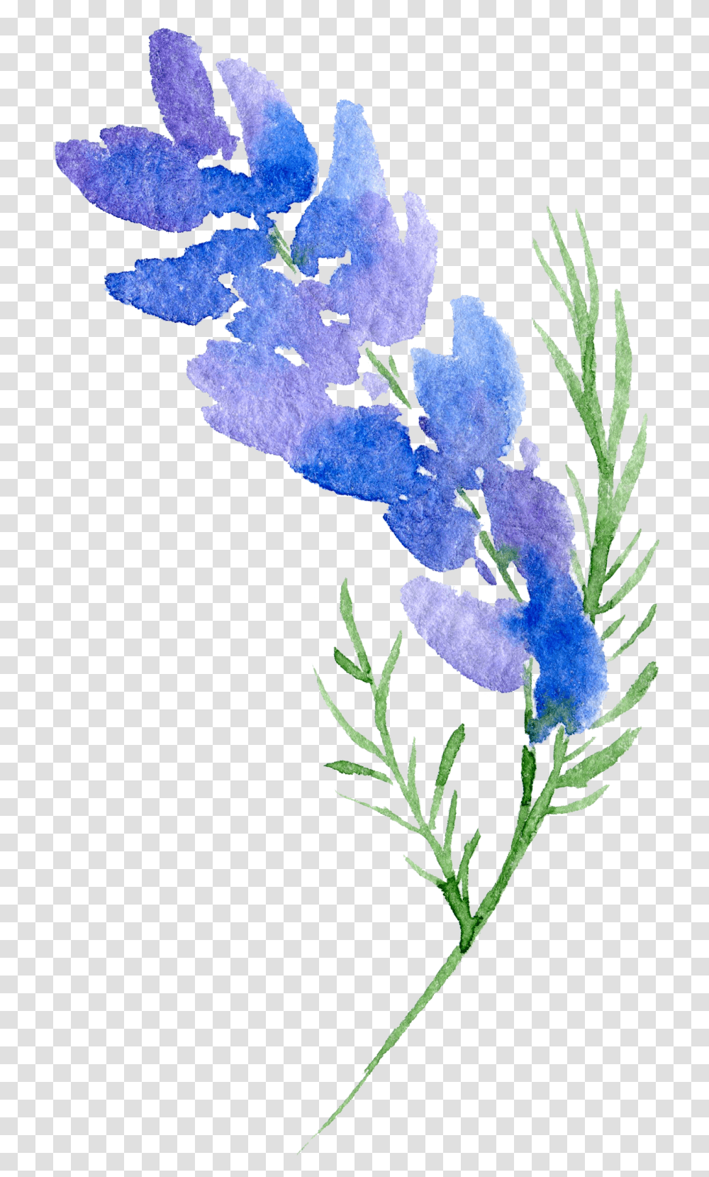 Floral Design Flower Watercolor Background Flower, Plant, Iris, Blossom, Leaf Transparent Png