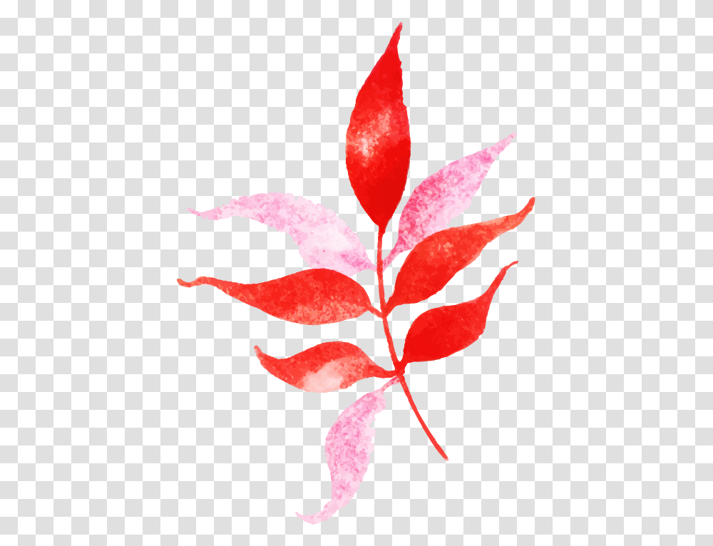 Floral Design, Leaf, Plant, Petal, Flower Transparent Png