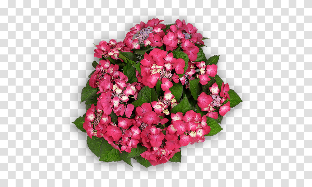 Floral Design, Plant, Flower, Blossom, Flower Bouquet Transparent Png