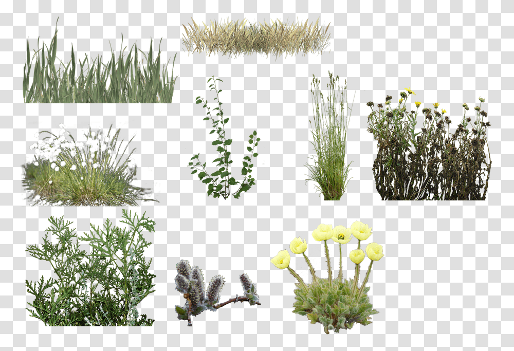 Floral Design, Plant, Vegetation, Bush, Tree Transparent Png