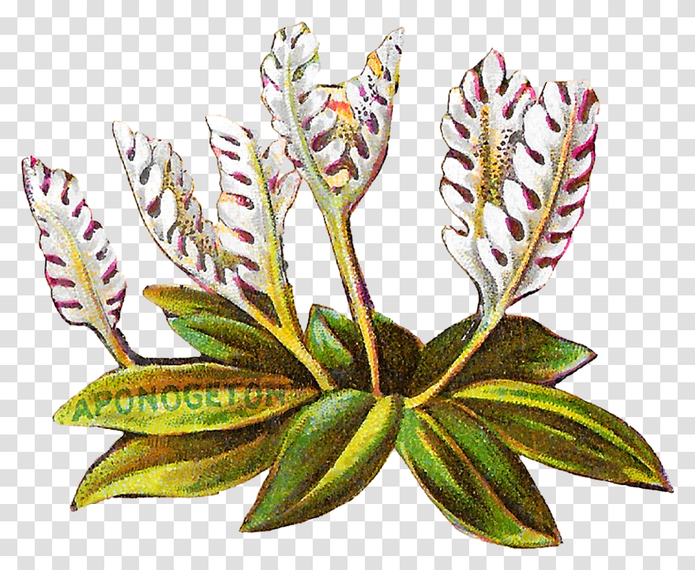 Floral Flower Botanical Art Clipart Digital Download Illustration, Plant, Pattern, Floral Design Transparent Png