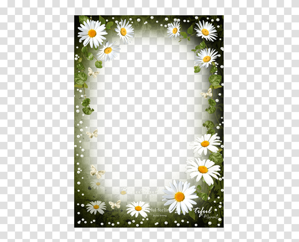 Floral Frame, Flower, Daisy, Plant, Daisies Transparent Png