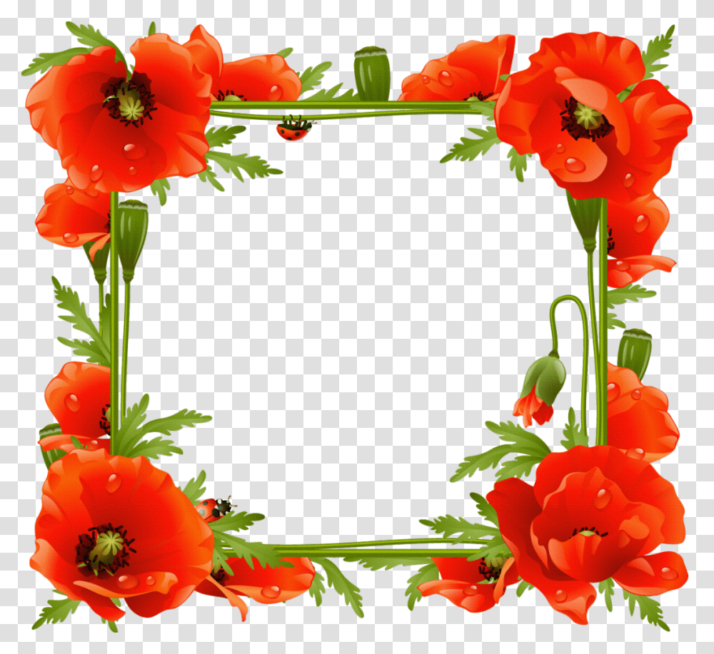 Floral Frame, Flower, Plant, Blossom, Poppy Transparent Png