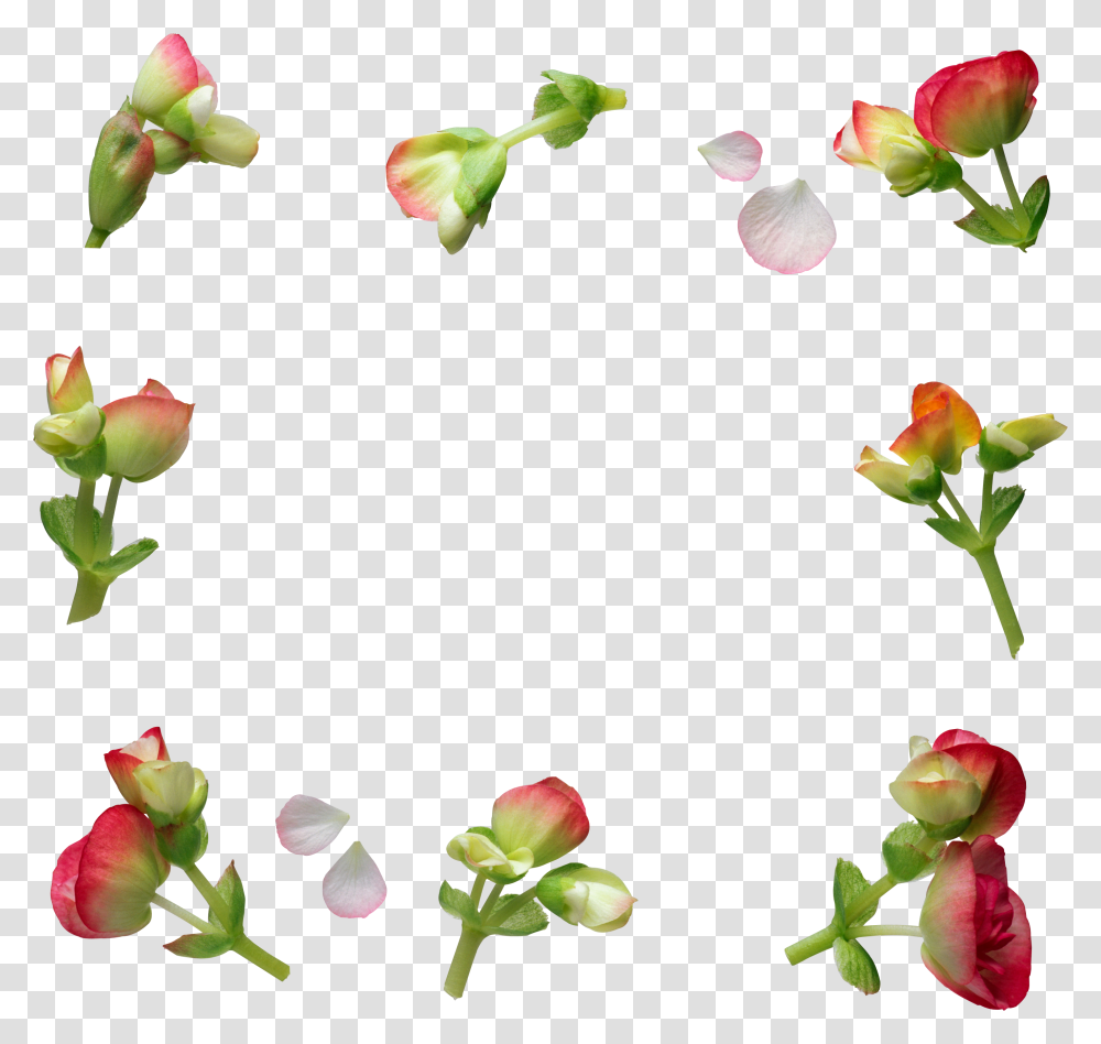 Floral Frame, Flower, Rose, Plant, Blossom Transparent Png