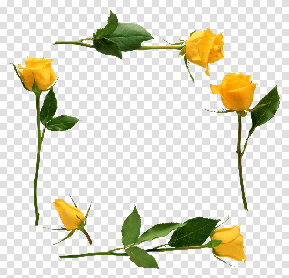 Floral Frame, Flower, Rose, Plant, Blossom Transparent Png