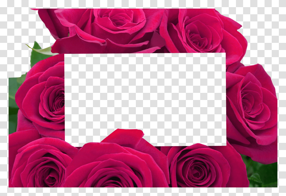 Floral Frame, Flower Transparent Png