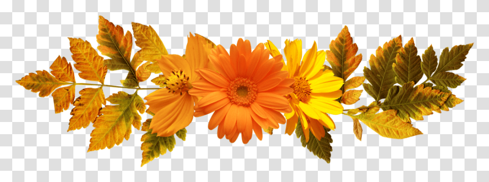Floral Frame, Plant, Daisy, Flower, Daisies Transparent Png