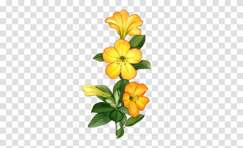 Floral Helen Krayenhoff, Plant, Floral Design Transparent Png