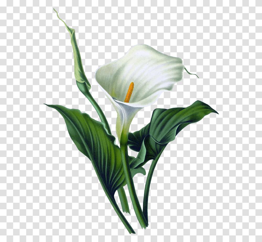 Floral Vector Calla Lily Flower, Plant, Blossom, Araceae, Anther