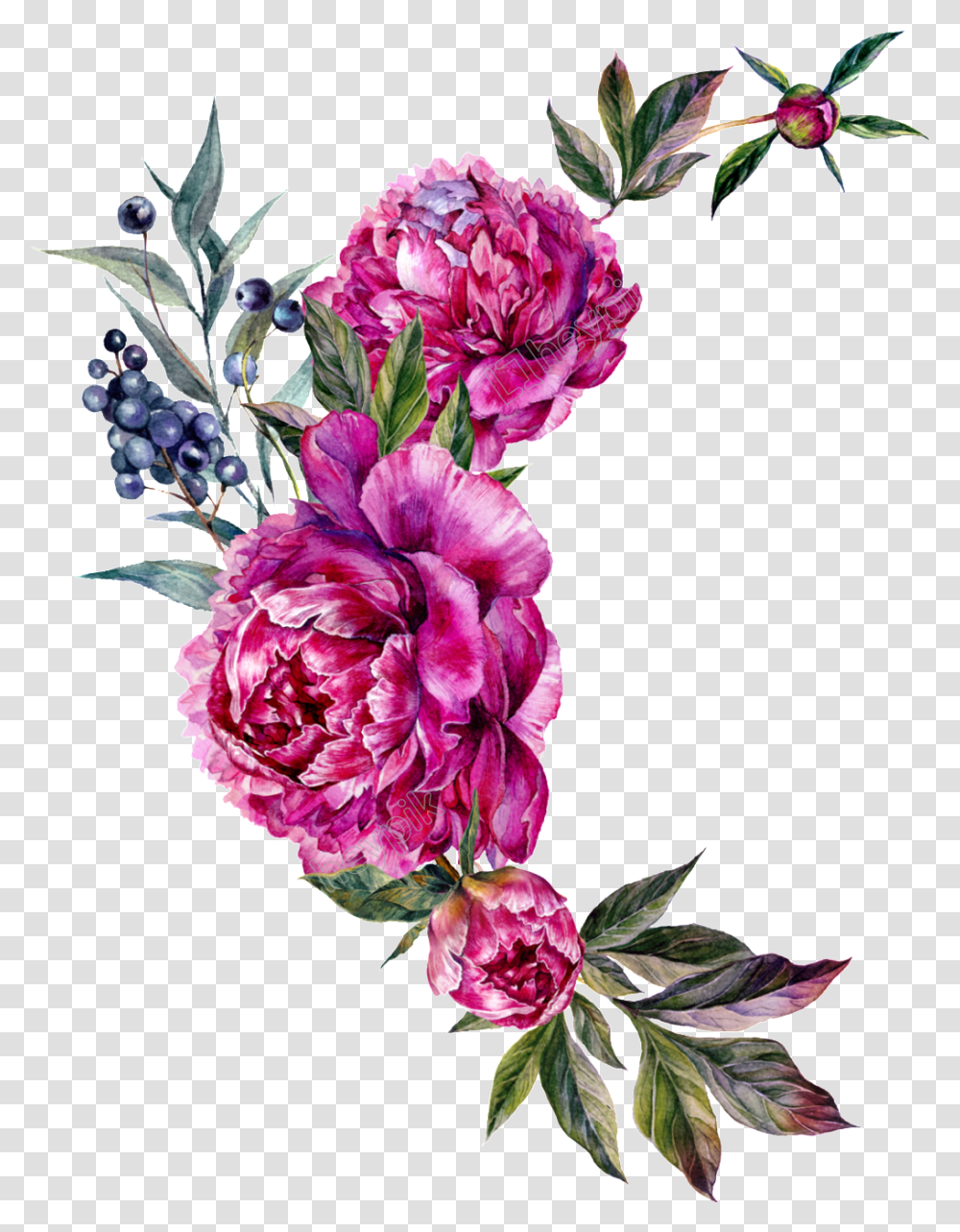 Floral Vector Peony Peony Bouquet Clipart, Plant, Flower, Blossom, Floral Design Transparent Png