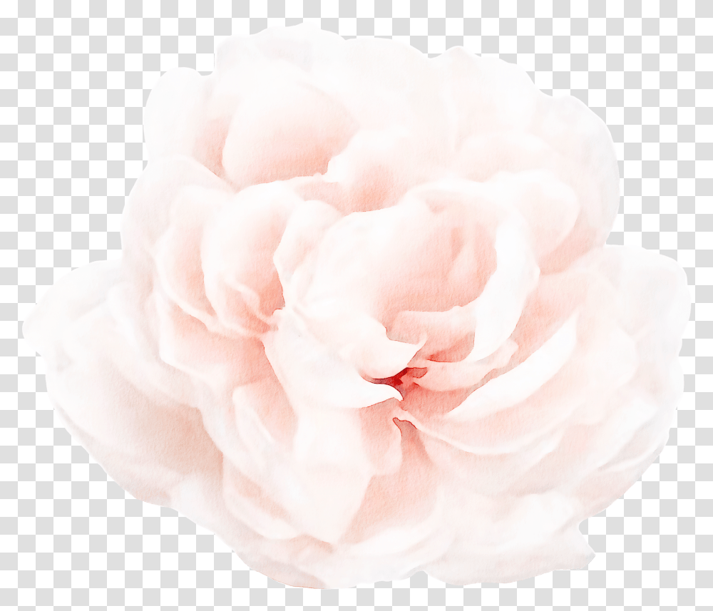 Floral Wall Decals Peony 4 Transparent Png