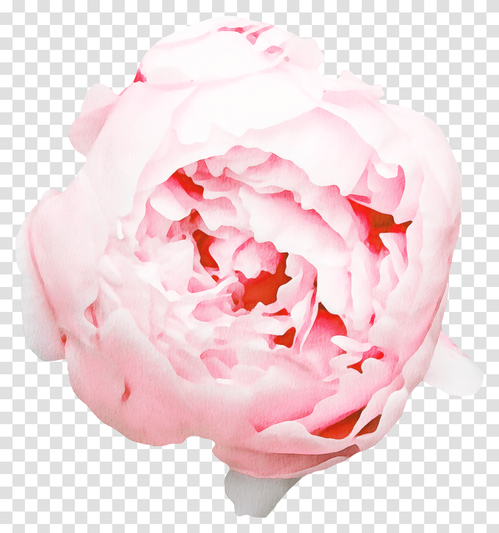 Floral Wall Decals Peony Transparent Png