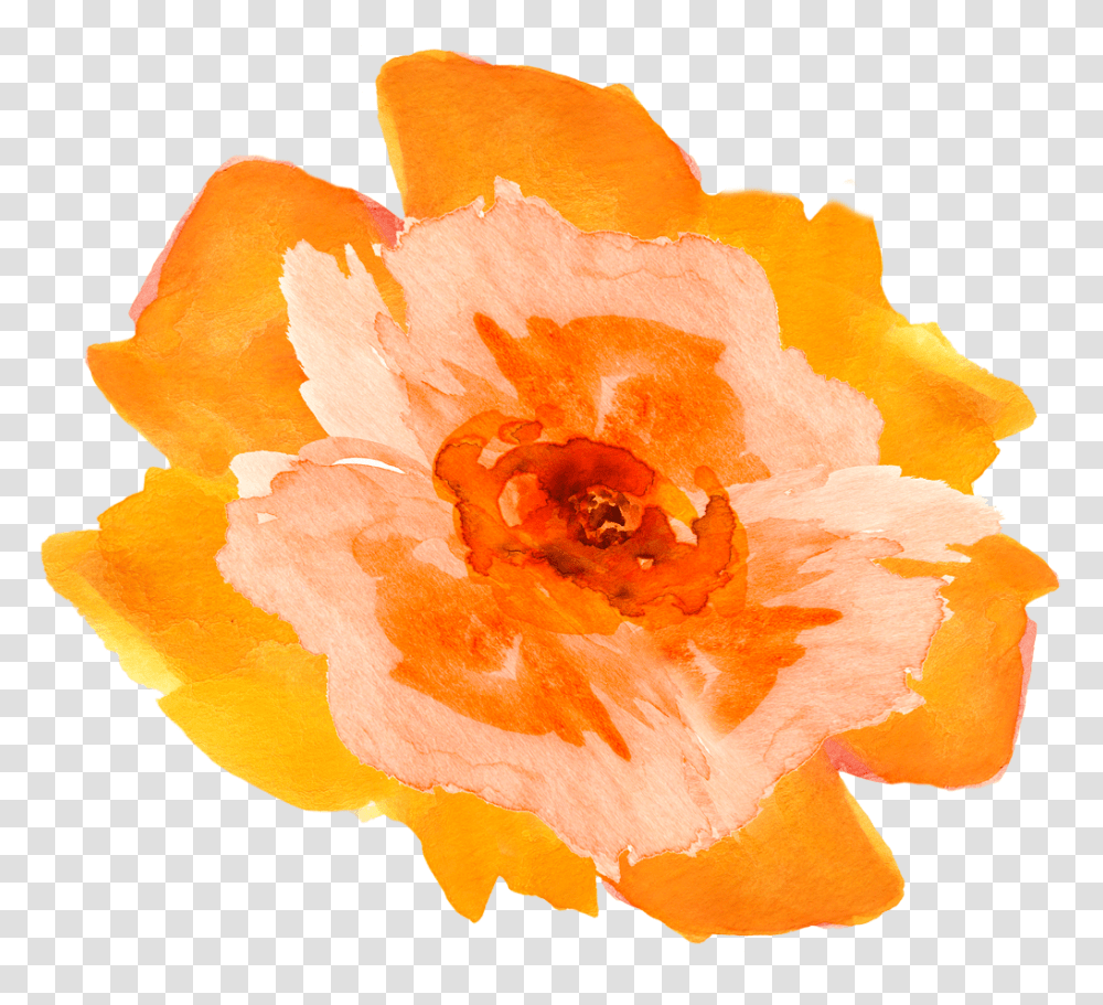 Floral Watercolor Flowers Flower Floral Watercolor Orange Watercolor Flower, Plant, Blossom, Rose, Petal Transparent Png