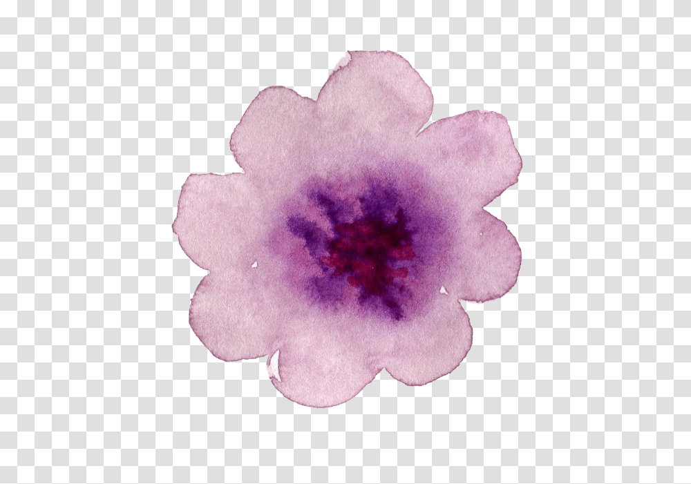 Floral Watercolor, Petal, Flower, Plant, Blossom Transparent Png