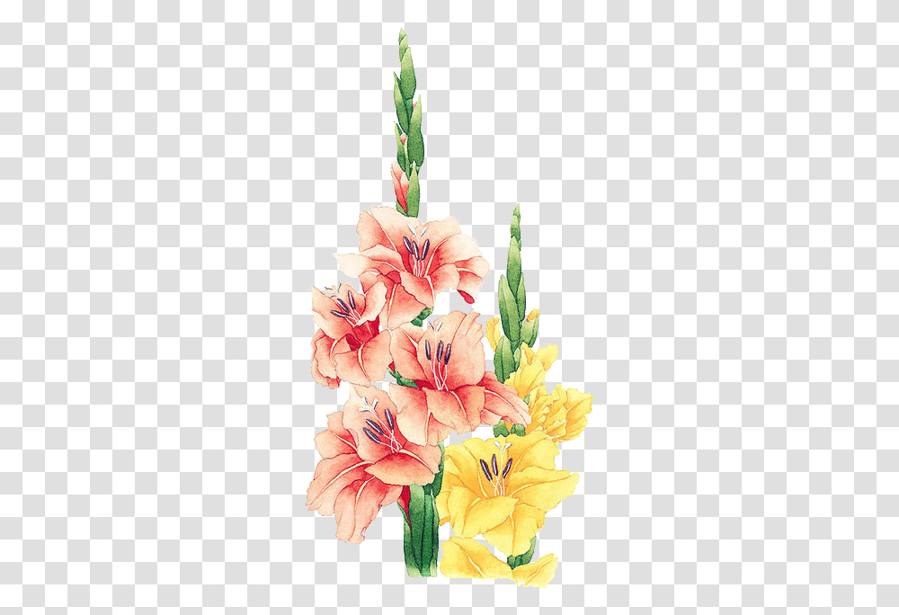 Floral Watercolor, Plant, Flower, Blossom, Gladiolus Transparent Png