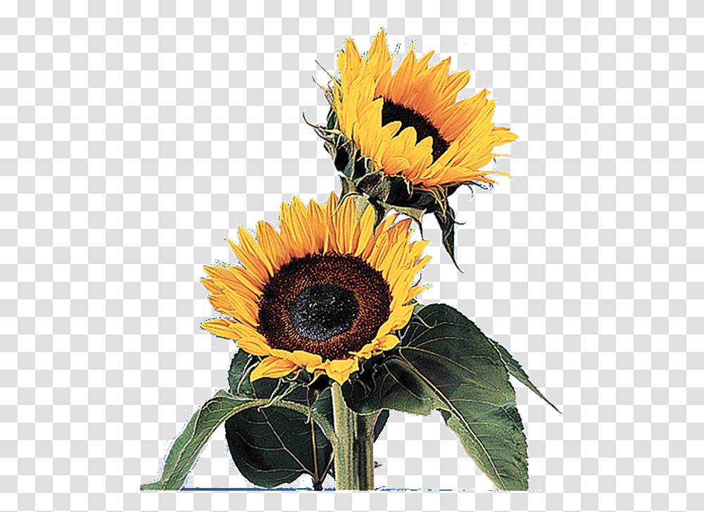 Floralife Sunflower Sun Flower Growth Gif, Plant, Blossom Transparent Png