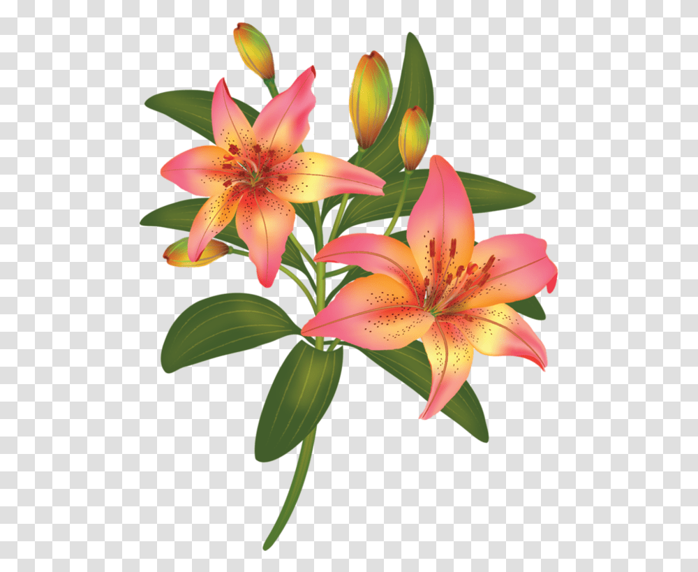 Flordeliz A Flower, Plant, Lily, Blossom, Amaryllis Transparent Png