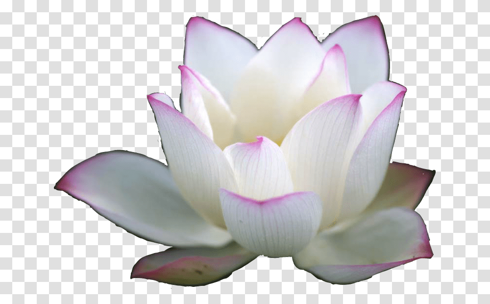 Flordeloto Flor De Loto, Plant, Flower, Petal, Lily Transparent Png