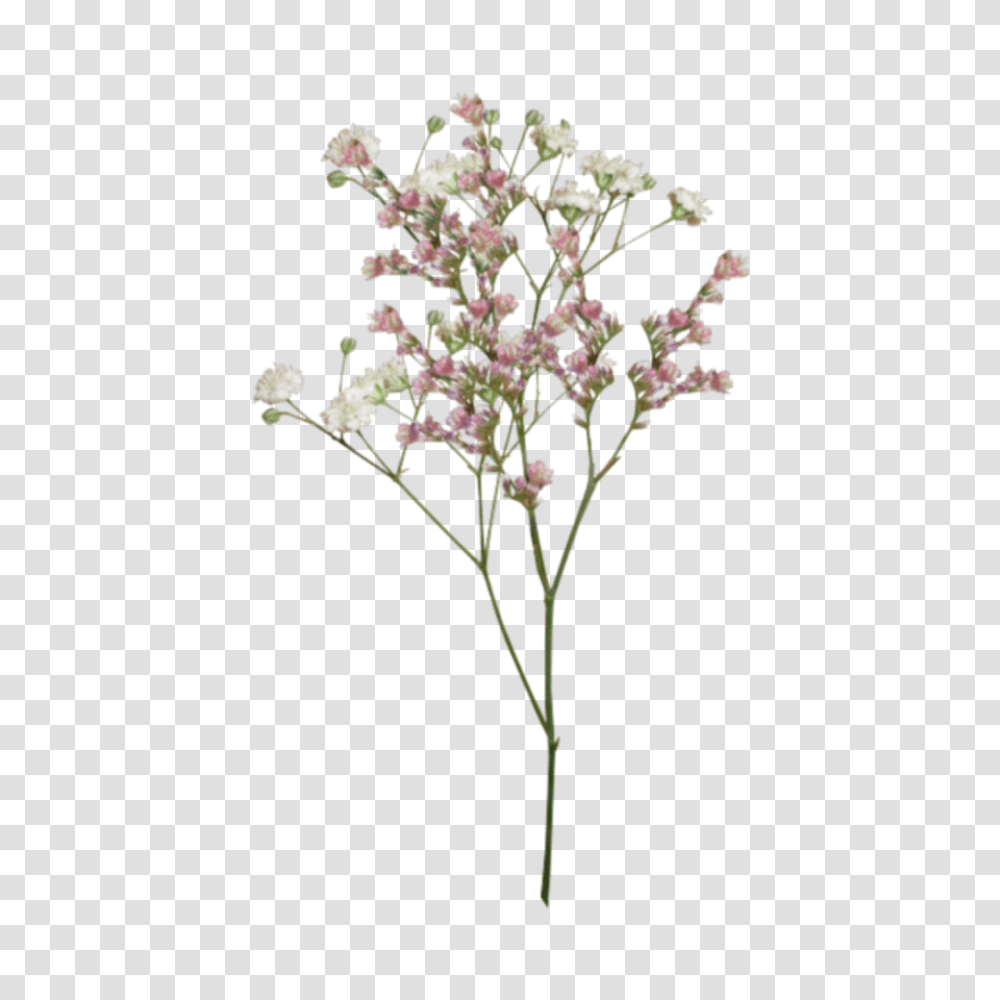 Flores Aesthetic Tumblr Edit Edi Dried Flowers, Plant, Blossom, Cherry Blossom, Acanthaceae Transparent Png
