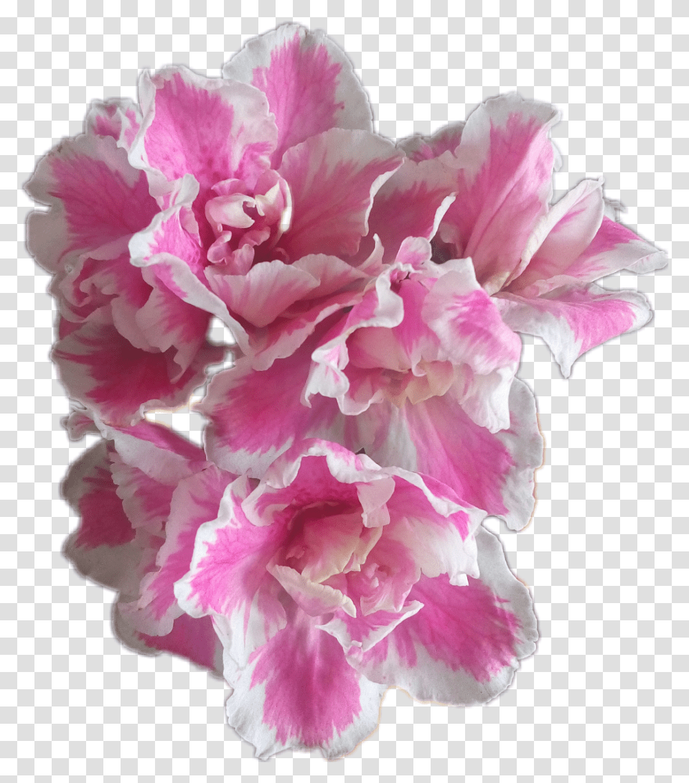 Flores Azalea Flowers Catarinazs Peony, Plant, Blossom, Carnation, Geranium Transparent Png