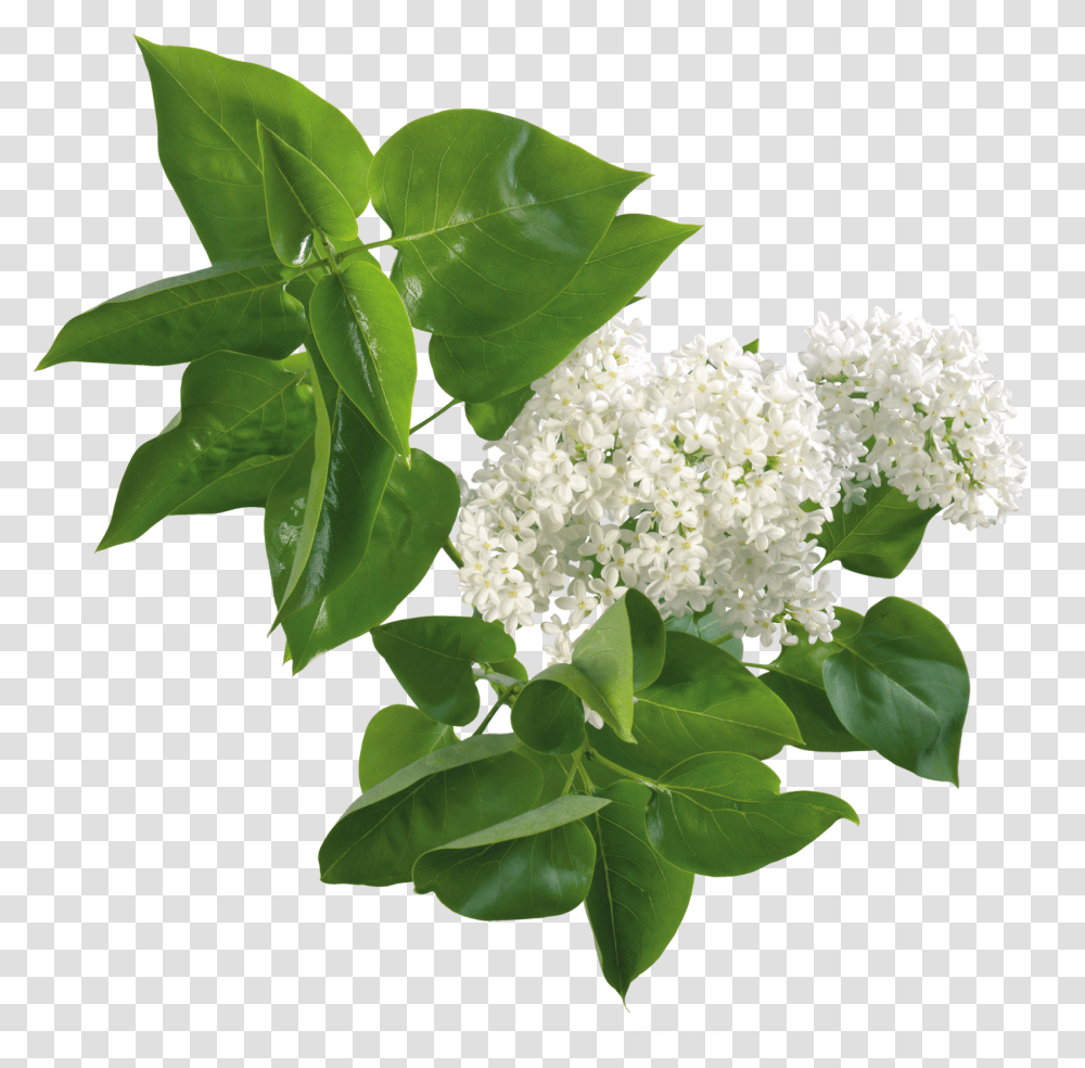 Flores Blancas White Lilac, Plant, Leaf, Flower, Blossom Transparent Png
