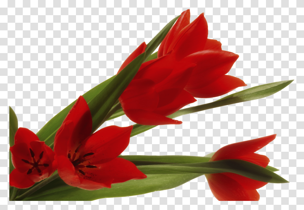 Flores Clipart Download, Plant, Flower, Blossom, Petal Transparent Png