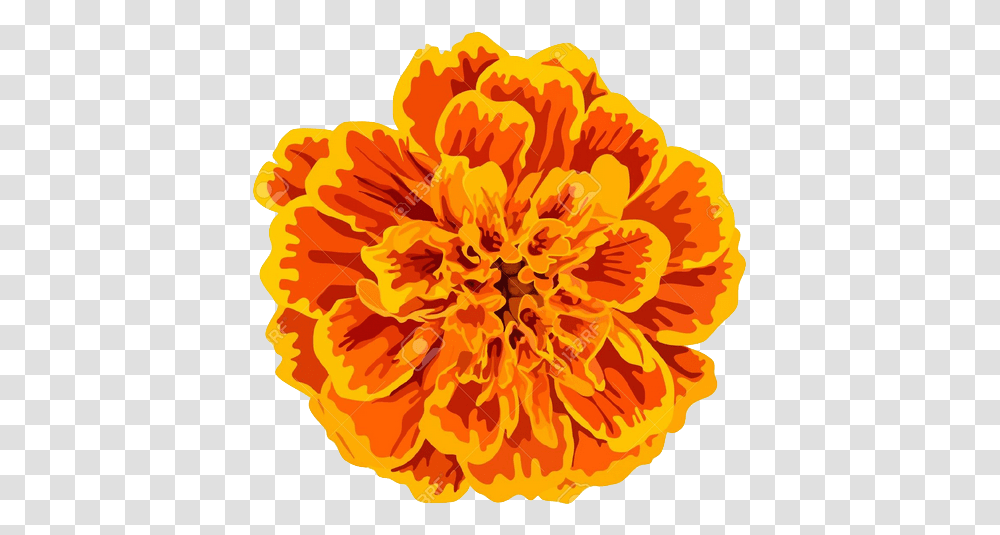 Flores Dia De Muertos - Free Images Vector Psd Genda Flower Vector, Plant, Blossom, Anther, Carnation Transparent Png