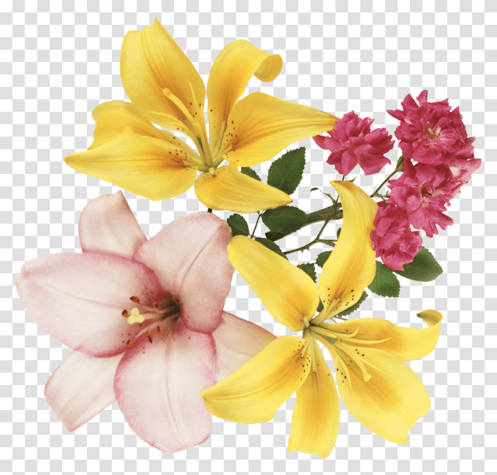 Flores En Formato, Plant, Flower, Blossom, Lily Transparent Png