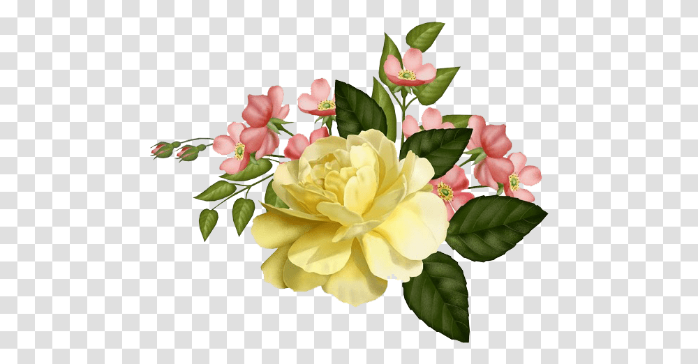 Flores Encontradas En La Web, Plant, Flower, Blossom, Rose Transparent Png