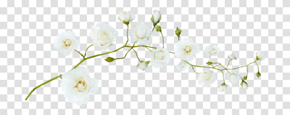 Flores Floresedit Floreskpop Recursos Overlays Beyaz, Plant, Rose, Flower, Blossom Transparent Png
