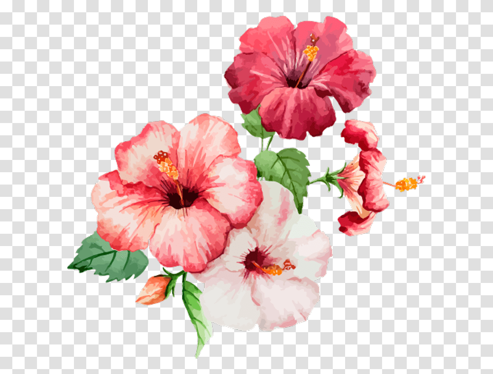 Flores Flower Flowers Rose Red Pink Green Plants Flower Drawing With Watercolor, Hibiscus, Blossom, Geranium Transparent Png