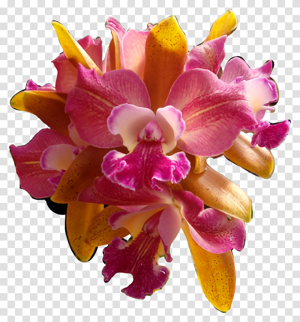 Flores Flowers Orqudeas Orquid Catarinazs Christmas Orchid, Plant, Blossom, Rose Transparent Png