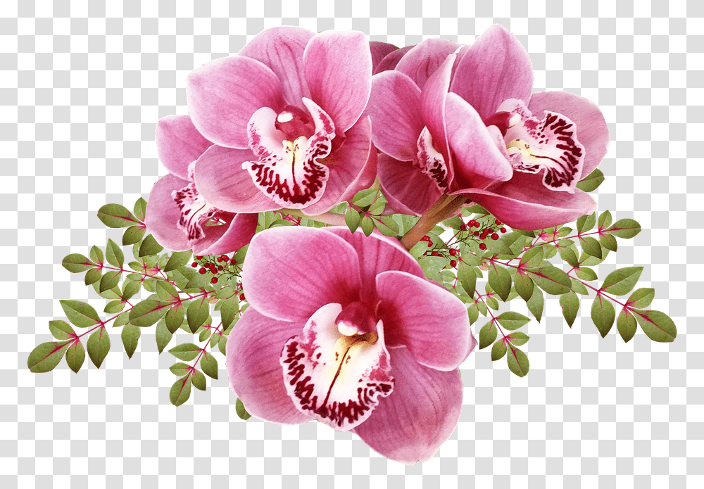 Flores Orqudeas Hojas Exticas Tropicales Cortar Moth Orchid, Plant, Flower, Blossom, Geranium Transparent Png