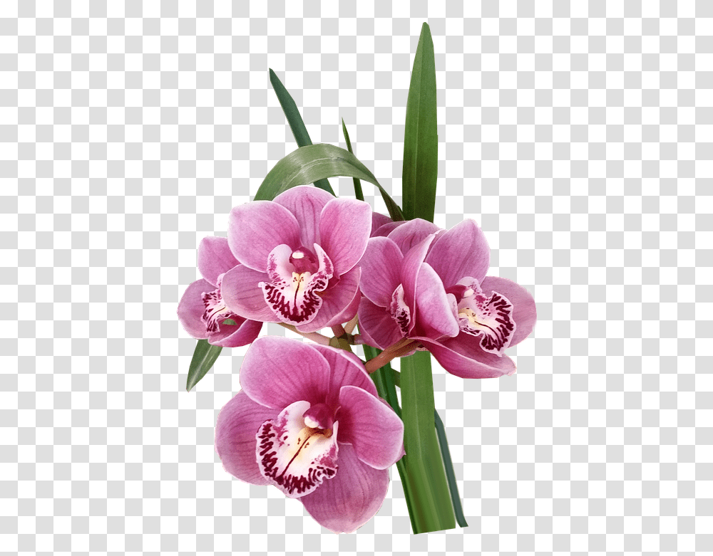 Flores Orqudeas Rosa Exticas Tropicales Cortar Moth Orchid, Plant, Flower, Blossom, Flower Arrangement Transparent Png