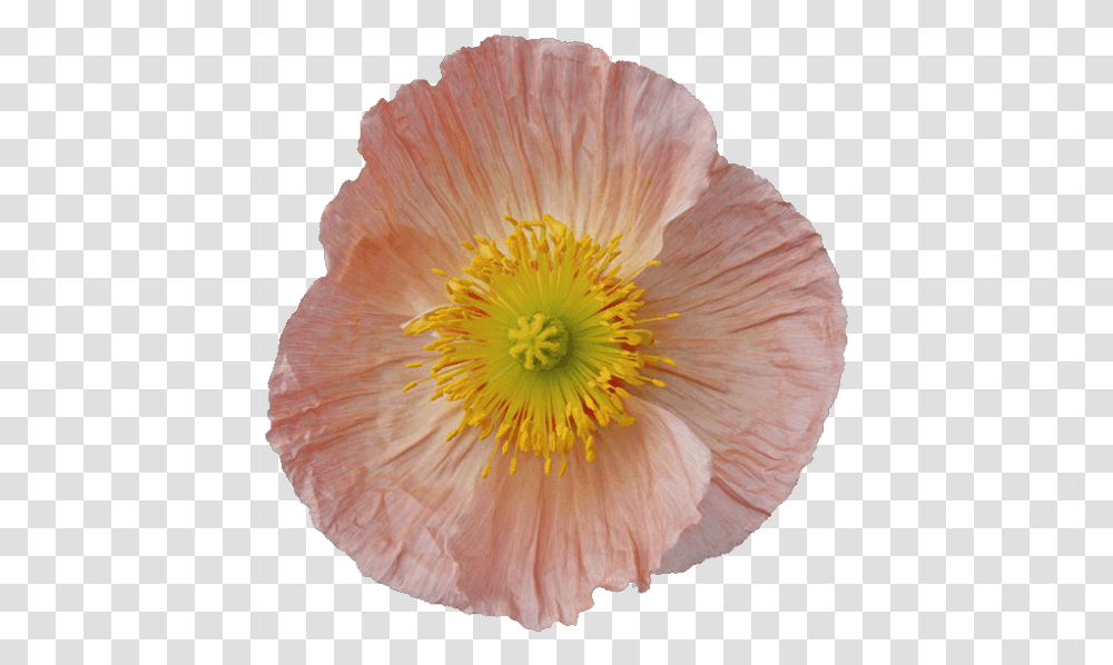 Flores Para Photoscape Corn Poppy, Plant, Flower, Blossom, Petal Transparent Png