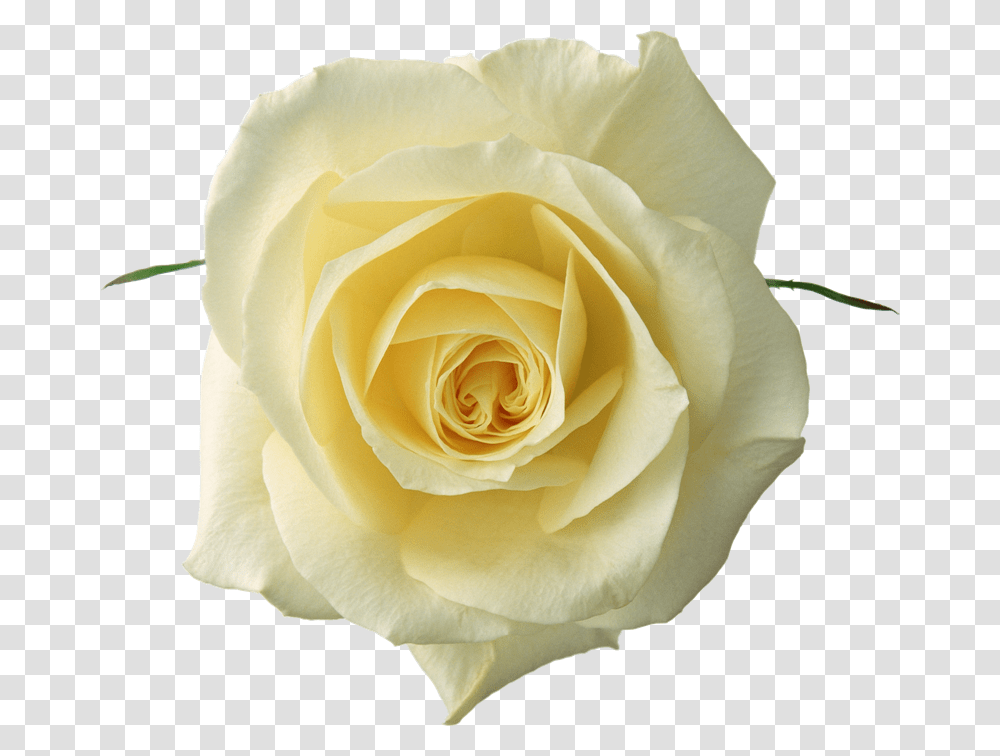 Flores Para Photoscape White Rose, Flower, Plant, Blossom, Petal Transparent Png