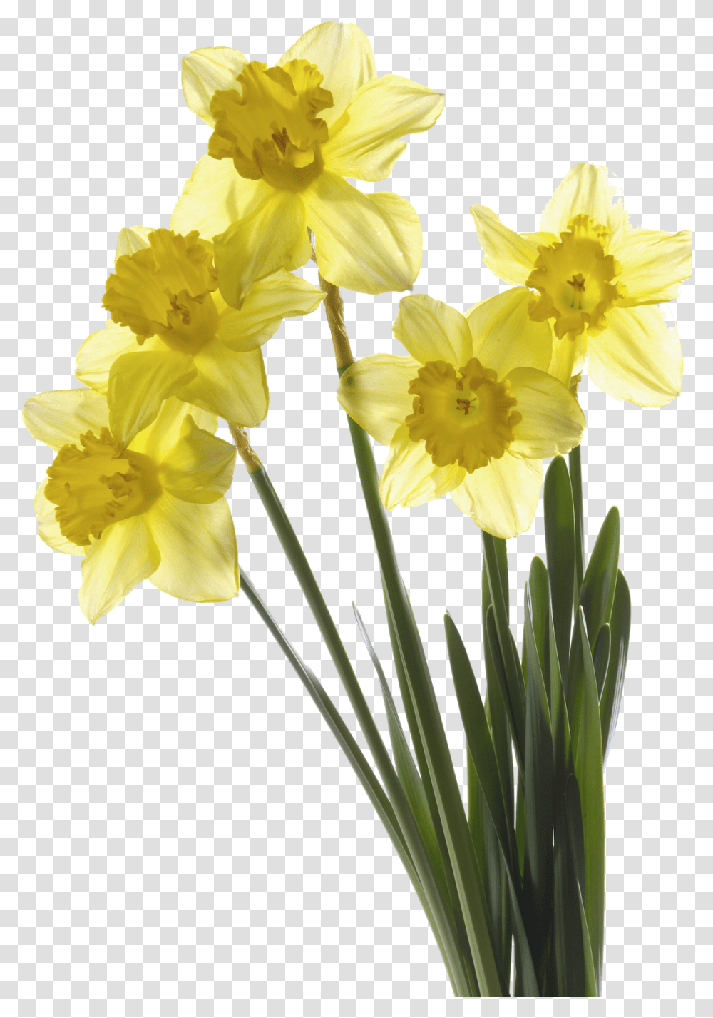 Flores Para Photoshop Flores Para Photoshop, Plant, Flower, Blossom, Daffodil Transparent Png