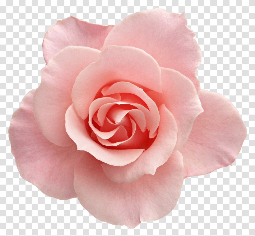 Flores Para Photoshop Images Border Frames For Flowers With No Background, Rose, Plant, Blossom, Petal Transparent Png