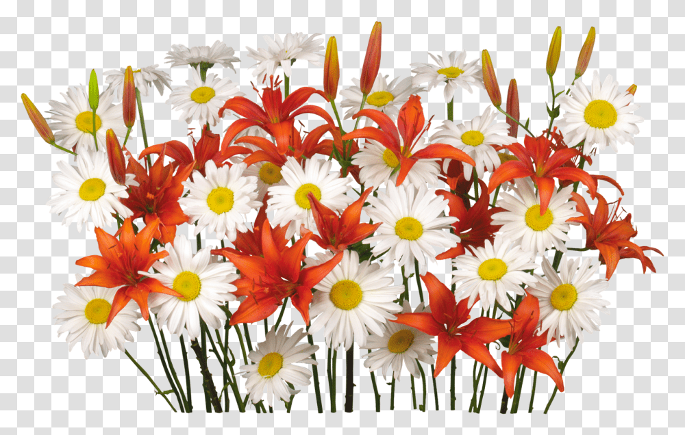 Flores Renders De Flores Princess, Plant, Flower, Blossom, Daisy Transparent Png