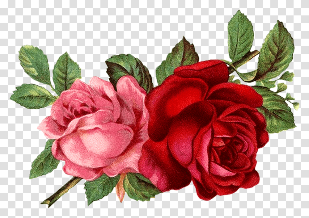 Flores Rojas Vintage Clipart Vintage Roses, Flower, Plant, Blossom, Geranium Transparent Png