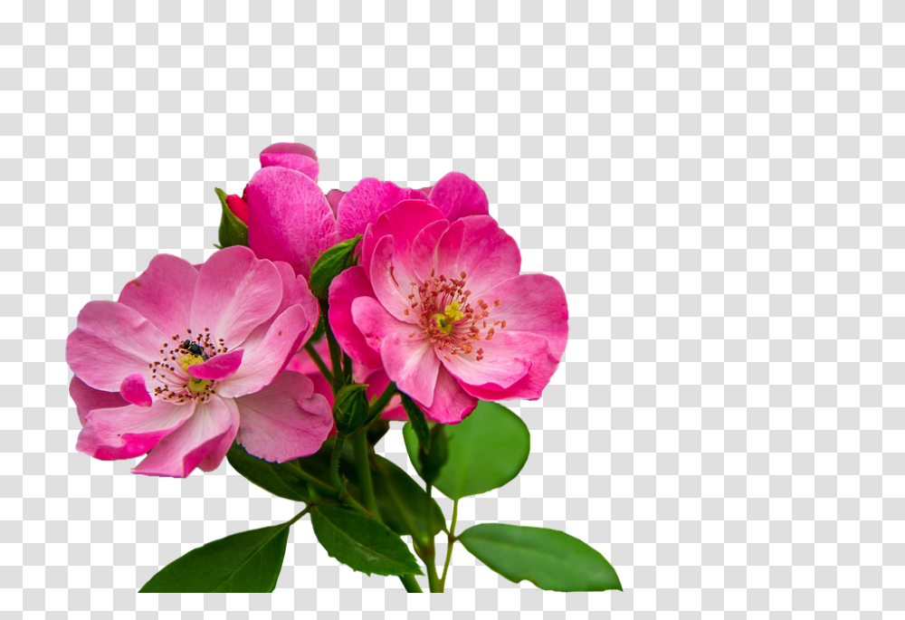 Flores Rosadas Image, Plant, Geranium, Flower, Blossom Transparent Png