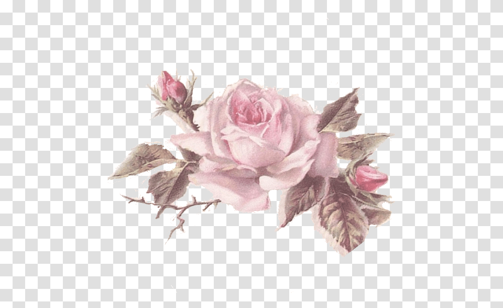 Flores Rosas Dibujo Vintage Cartoons Floribunda, Plant, Rose, Flower, Blossom Transparent Png