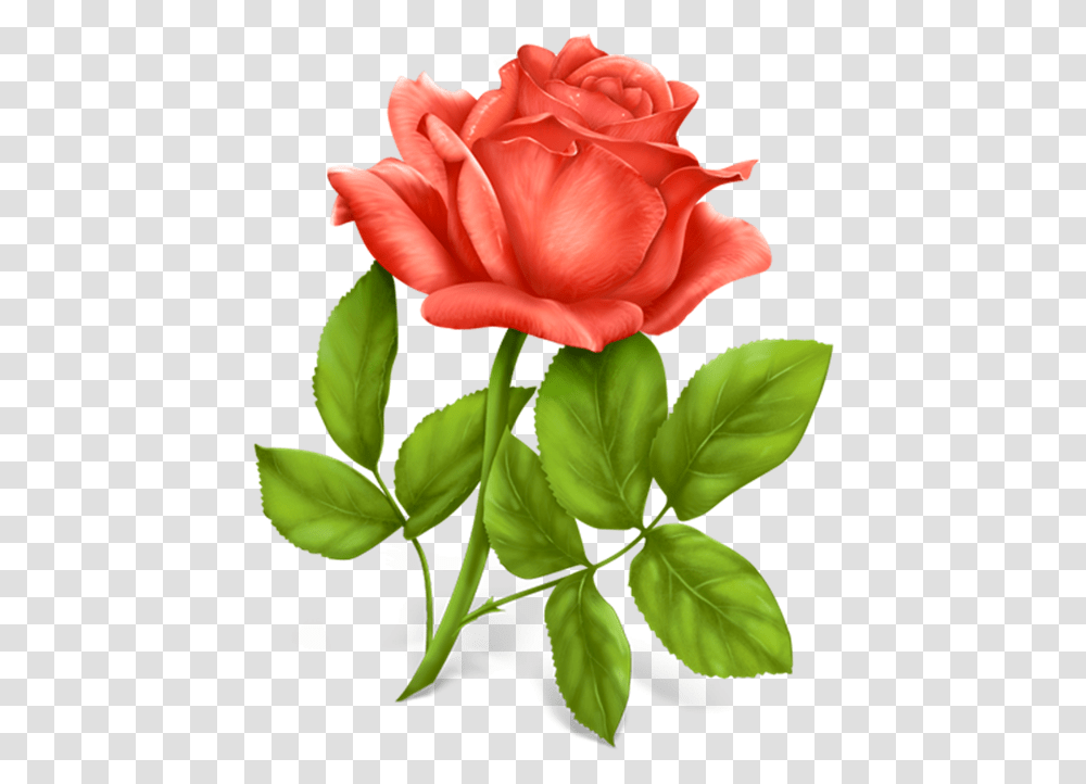 Flores Rosas Flower Photo Download, Rose, Plant, Blossom, Petal Transparent Png