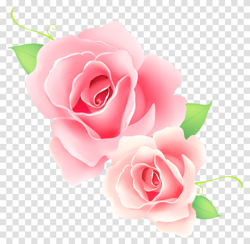 Flores Rosas Pink Rose Vector, Flower, Plant, Blossom, Petal Transparent Png