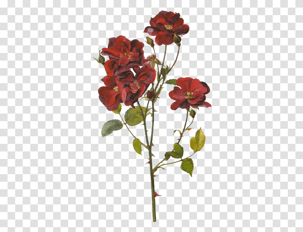 Flores Rosas Rojas Pintura Imagen Gratis En Pixabay Red Botanical Flowers, Plant, Blossom, Flower Arrangement, Art Transparent Png