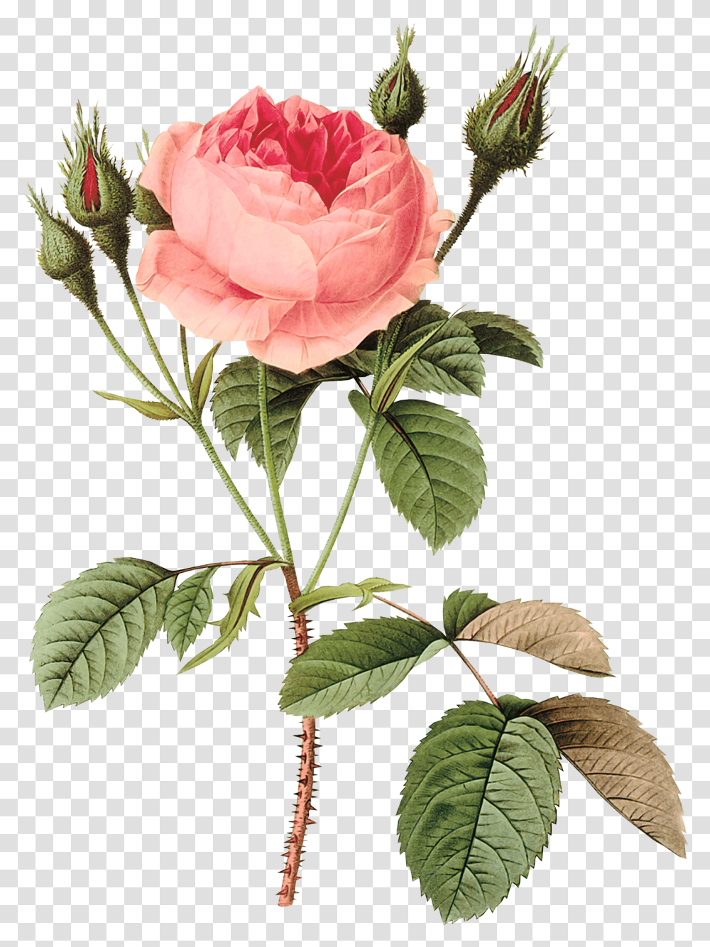 Flores Rose Redout, Plant, Flower, Blossom, Flower Arrangement Transparent Png