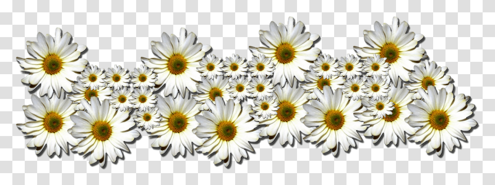 Flores Tumblr Oxeye Daisy, Plant, Flower, Daisies, Blossom Transparent Png